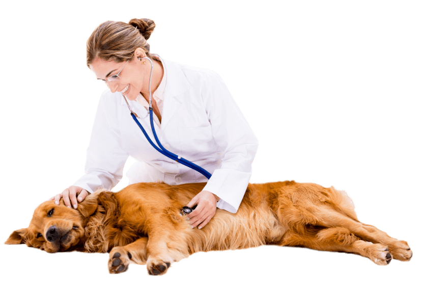 WANTED ANIMAL VETERINARY PRACTICE for SALE
