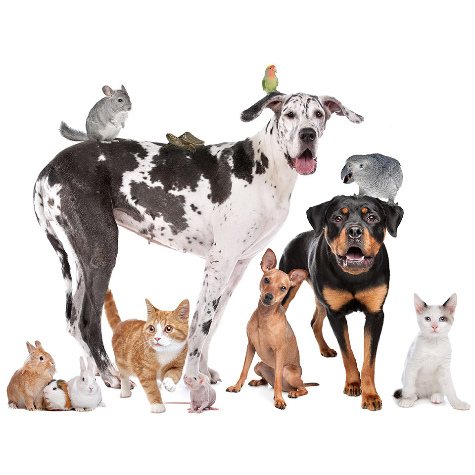 Growing Pet Care Business - Ideal for Lifestyle...Business For Sale