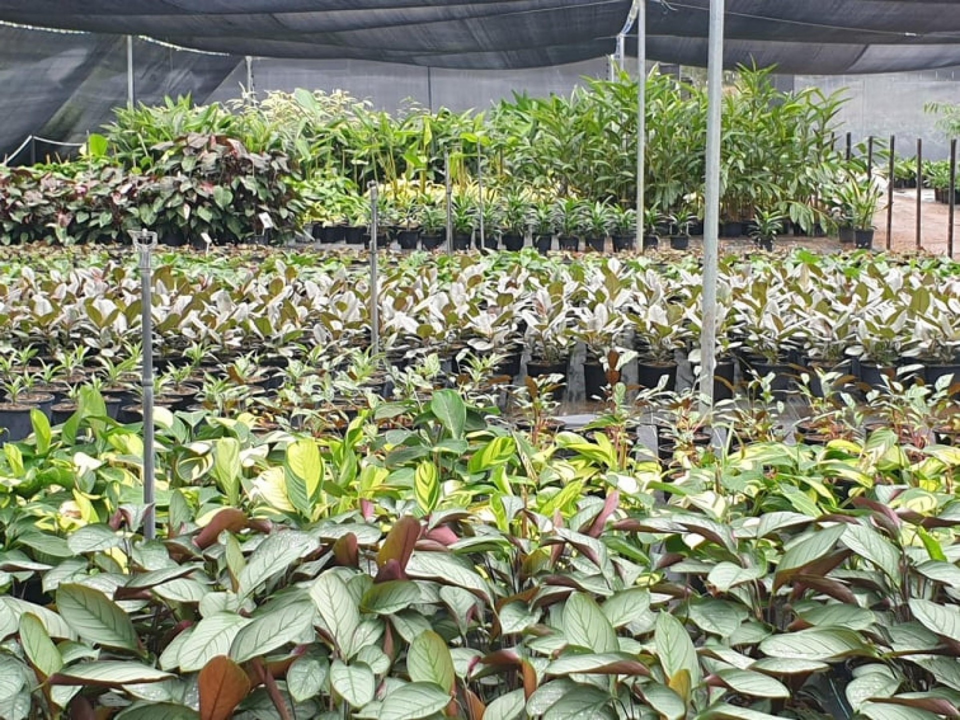 Highly Profitable Established NT Nursery - Freehold or Leasehold...