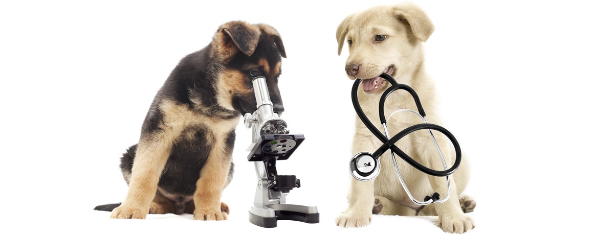 WANTED ANIMAL VETERINARY PRACTICE for SALE